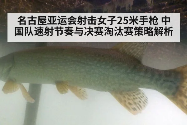 名古屋亚运会射击女子25米手枪 中国队速射节奏与决赛淘汰赛策略解析